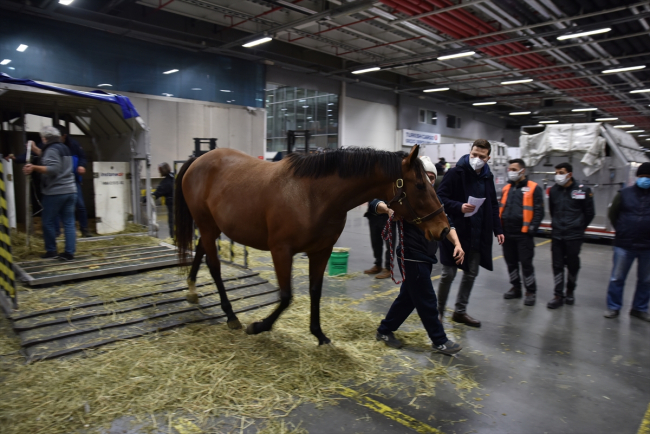 Turkish Cargo, 63 atı ABD'den Türkiye'ye taşıdı